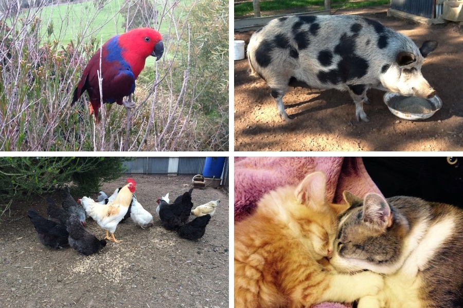 Some of our rescue officer Brigittes companion animals